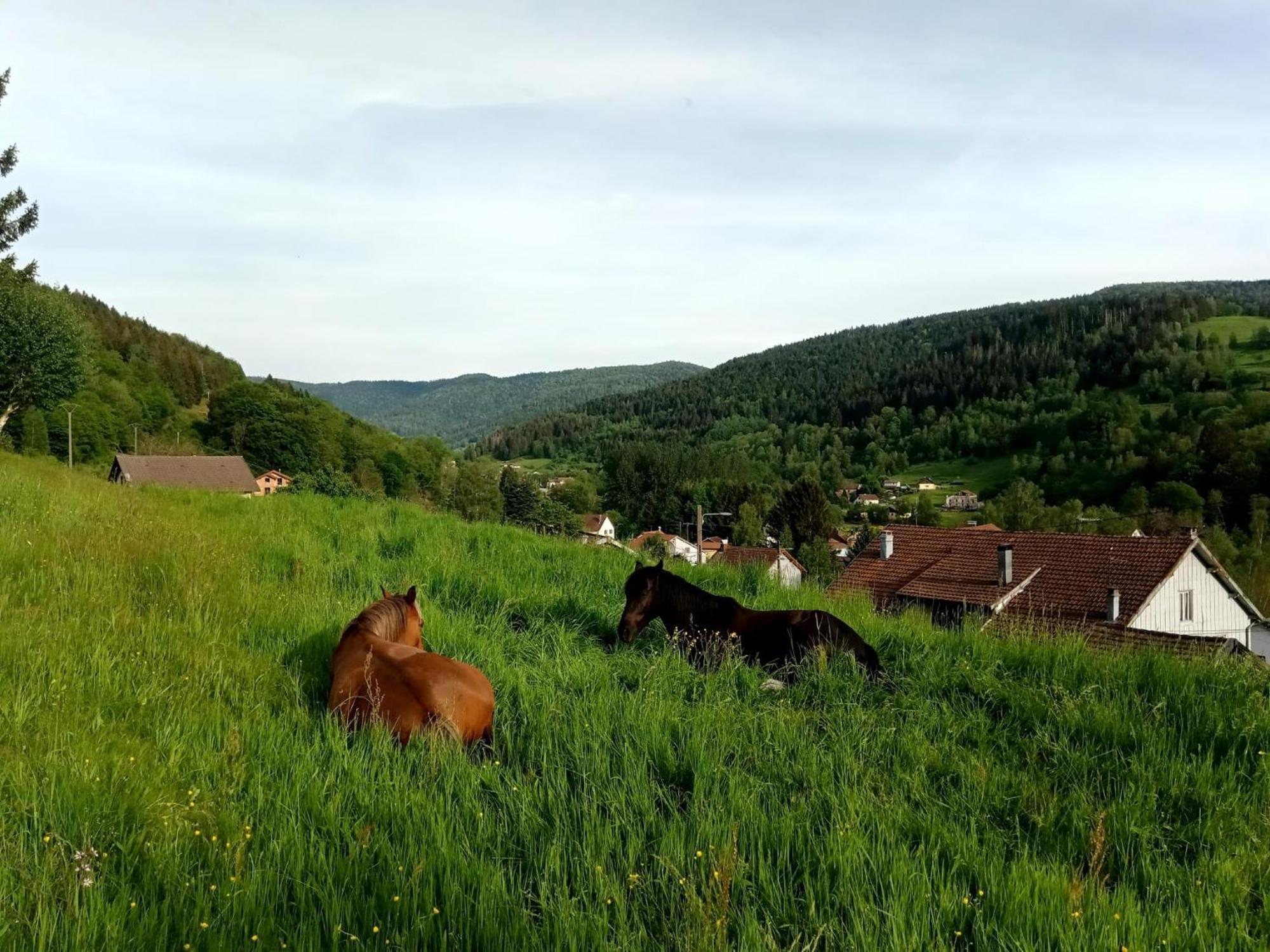 Gite De Famille Dans Les Vosges 생 모리스 쉬르 모젤 외부 사진